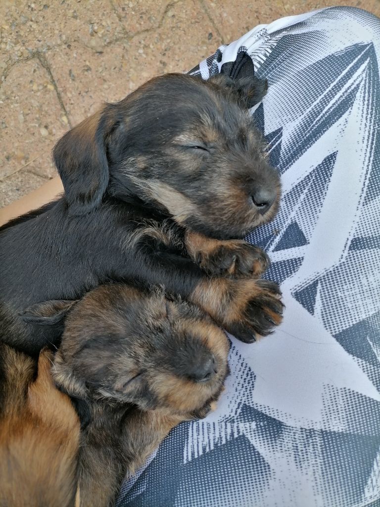 chiot Teckel poil dur du Boiron de Manderley