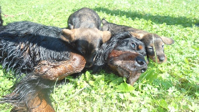 du Boiron de Manderley - Chiots teckels à vendre !!