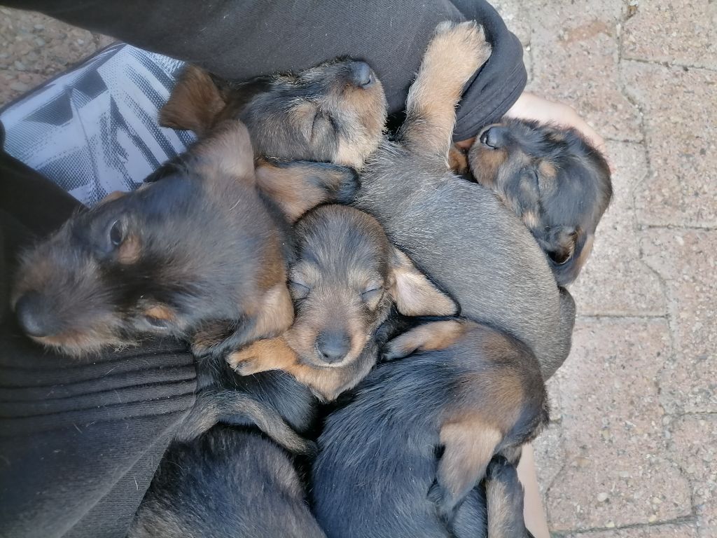 Superbes Petits chiots biens dans leurs patounes à reserver 